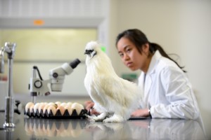 A student works with a chicken in a Williams Hall lab.