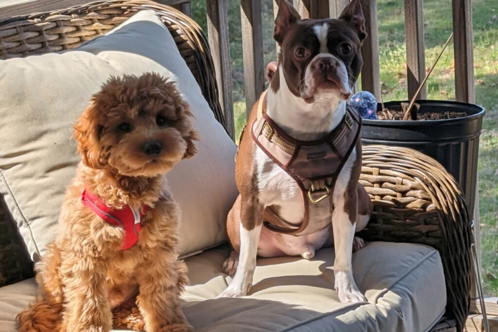 Two small dogs sitting on a bench and posing for the camera.